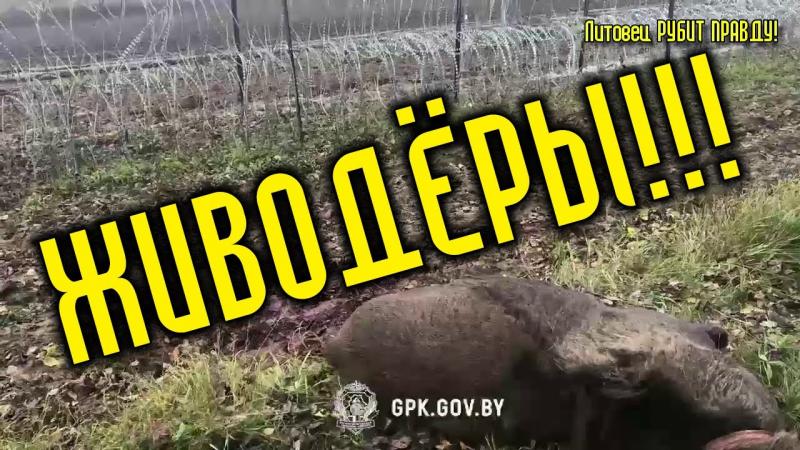 ЖИВОДЁРЫ! Под предлогом охраны госграницы литовские фашисты уничтожает диких зверей!